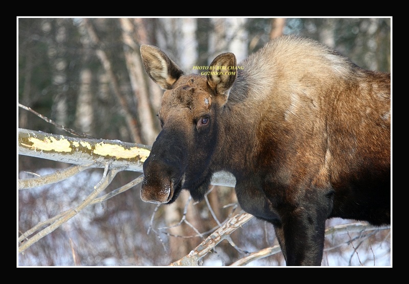 Moose Eating Bark
