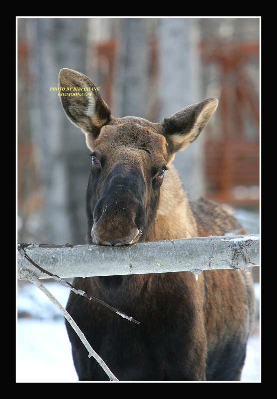 Moose Eating Bark