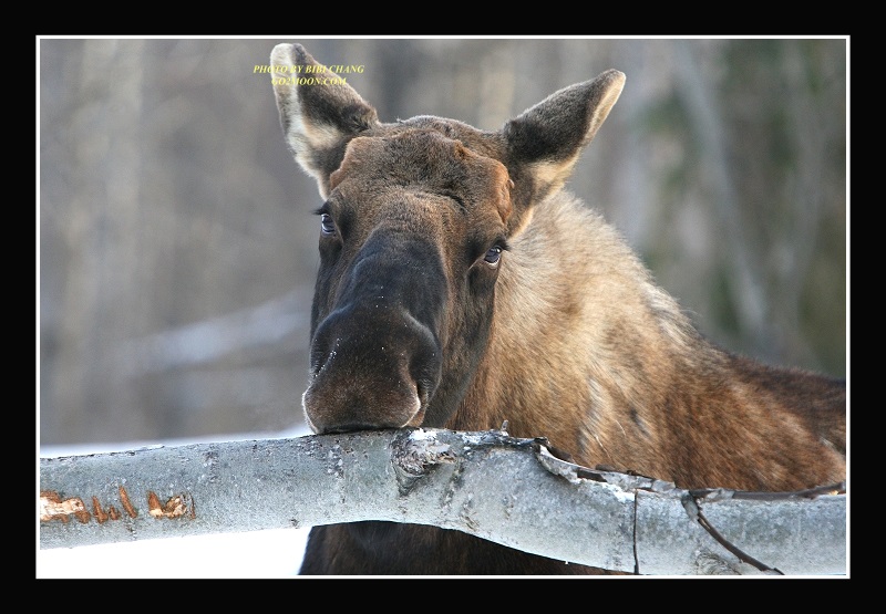 Moose Eating Bark