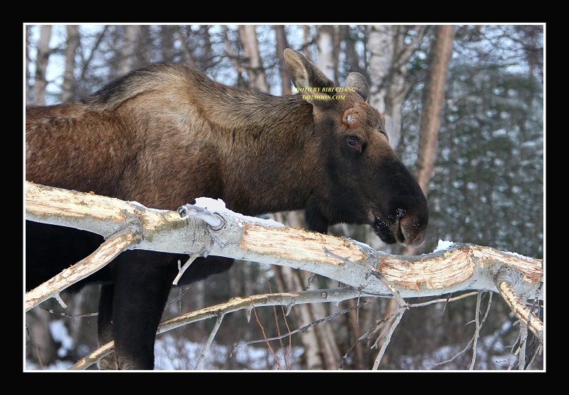 Moose in Winter