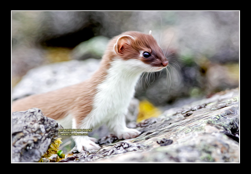 Weasel Oil Painting