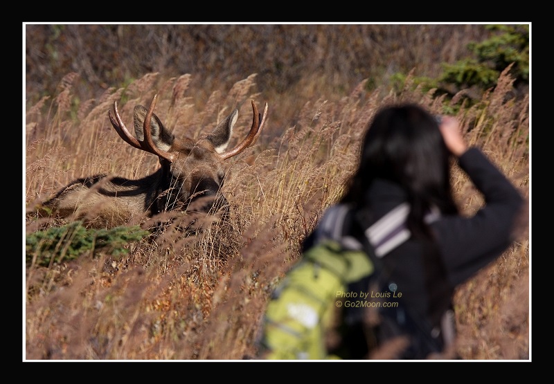 Photograph a Moose