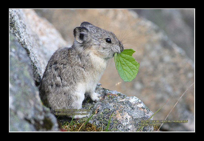 Pika Eat Leaves