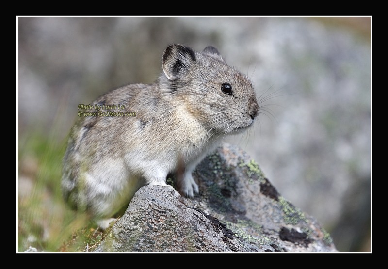 Pika Pika