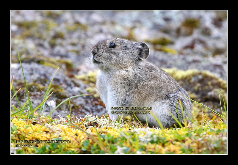 Pika Close Up