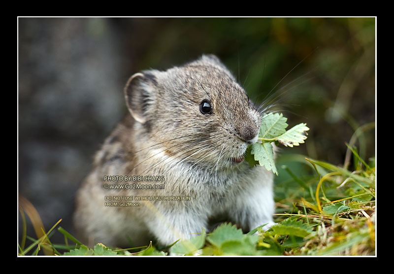 Young Pika Eating a Leaf
