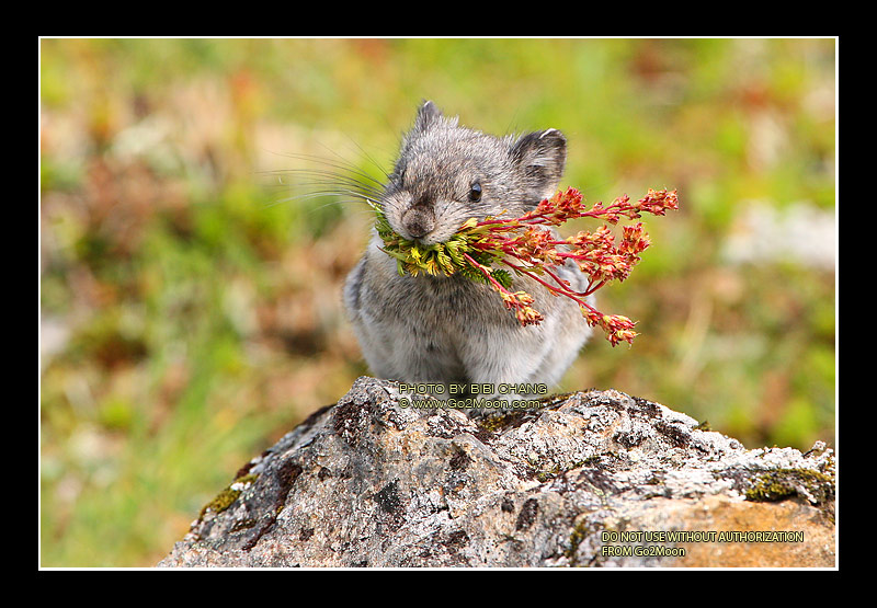 Pika Spanish Dancer