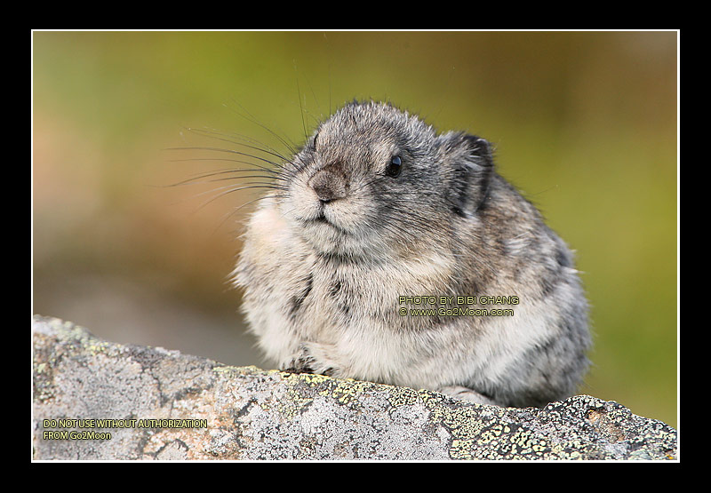 Lonely Pika