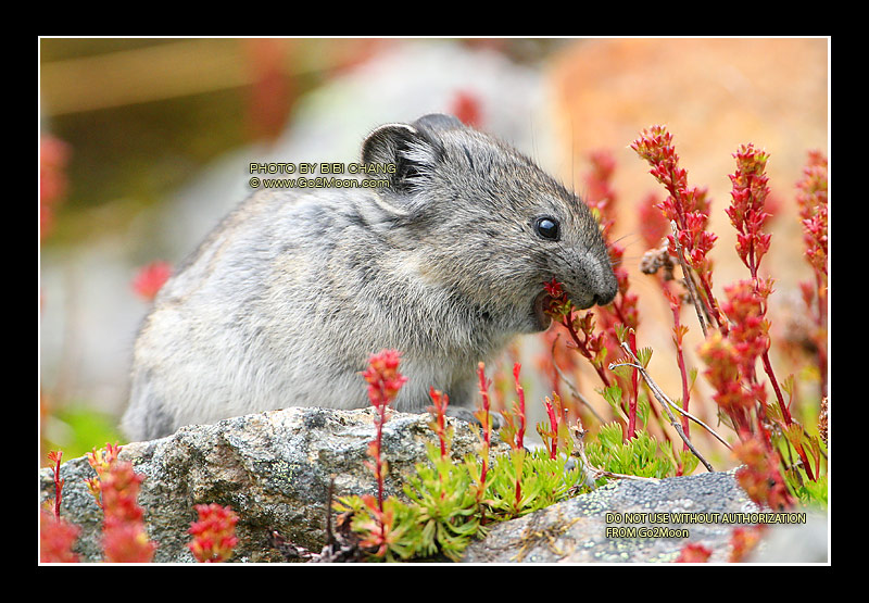 Pika Eating Flower