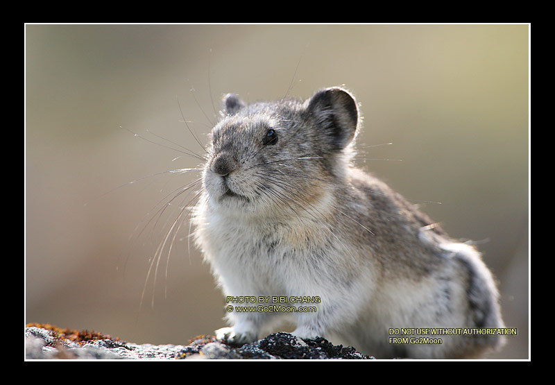 Pika in Alaska