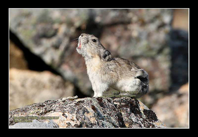 Pika on Rock
