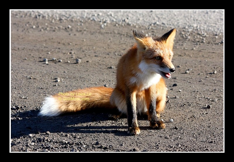 red fox sitting. Red Fox sitting in the Middle
