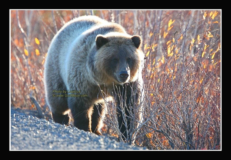 Yukon Grizzly Bear