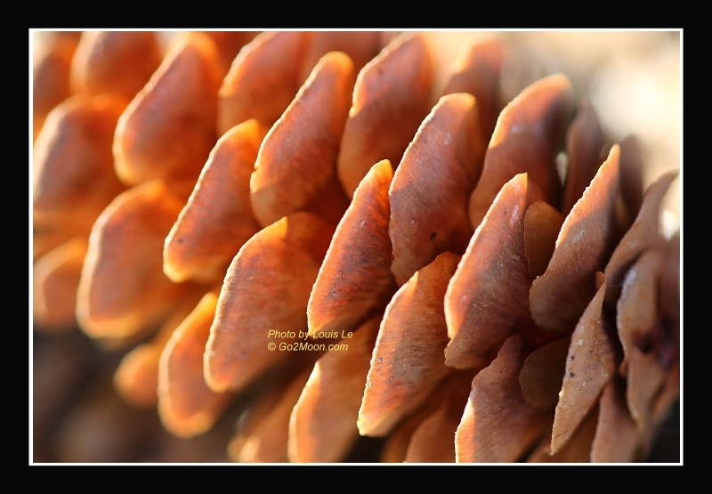 Pine Cone