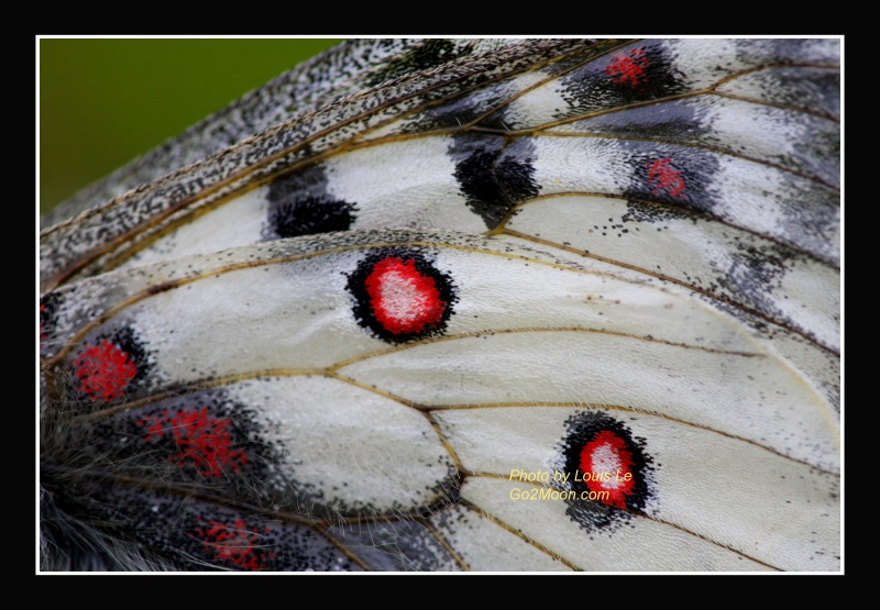 Butterfly Macro