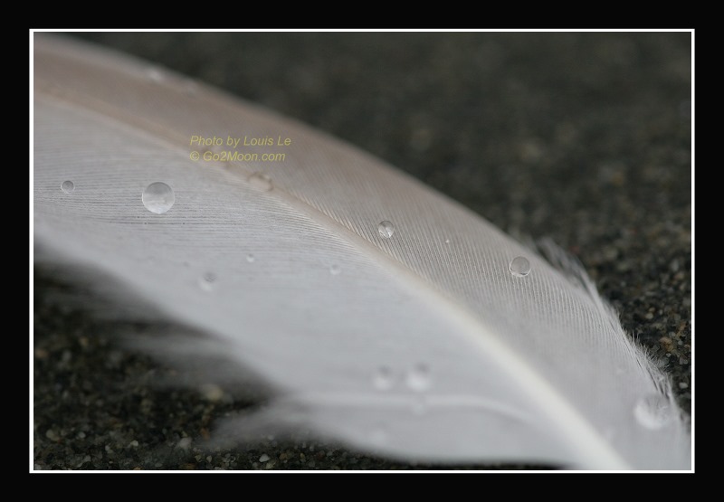 Water Drops on Feather
