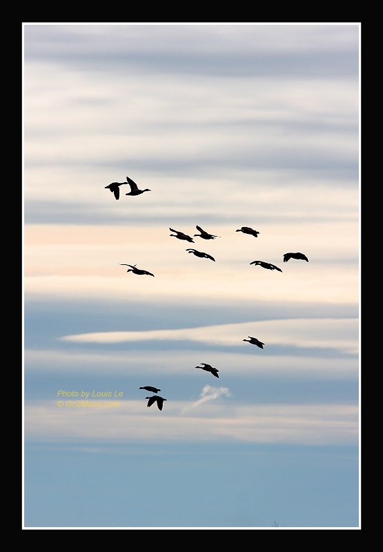 Bird Silhouette