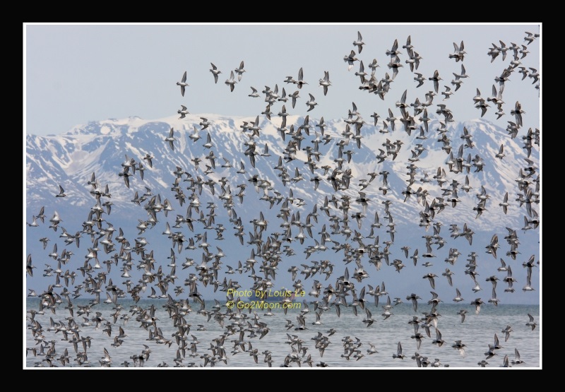 Sandpiper Migration