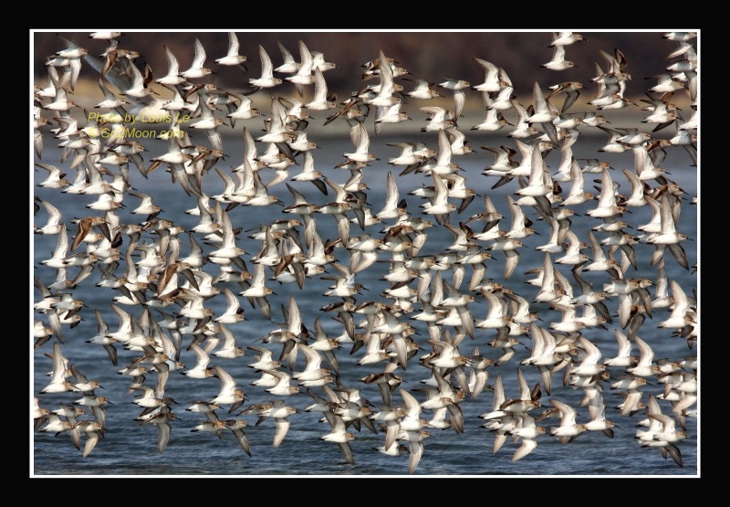 Sandpiper Flock