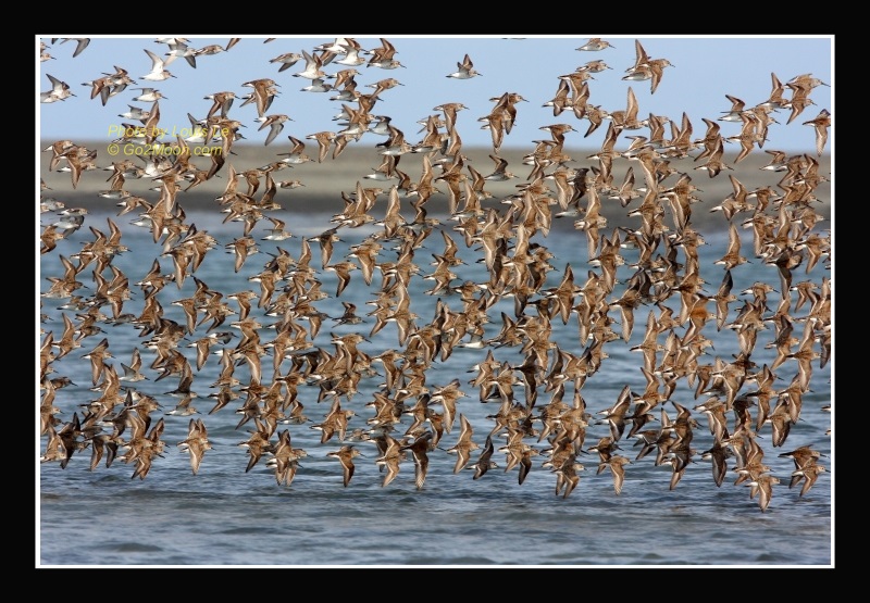 Sandpiper Flock