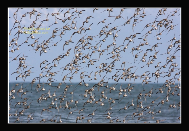 Sandpiper Flock