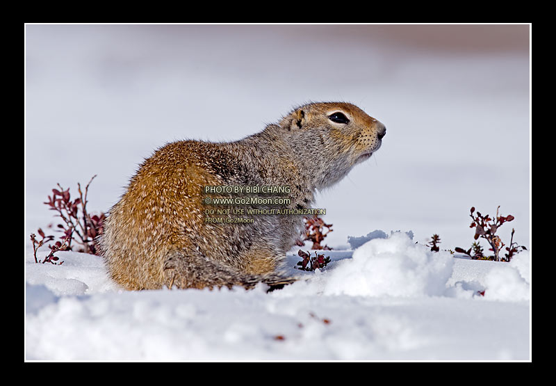 Arctic Ground Squirrel on Snow
