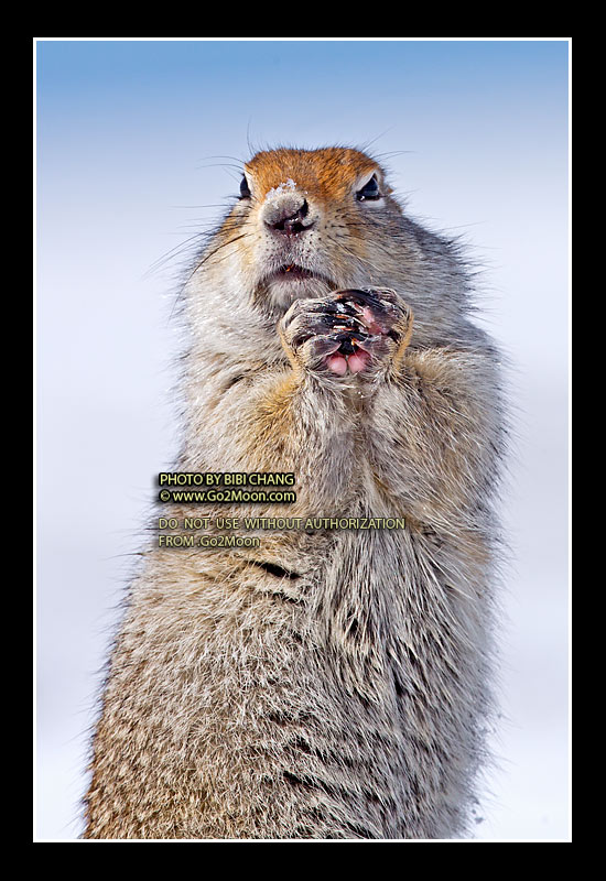 Arctic Ground Squirrel on Snow