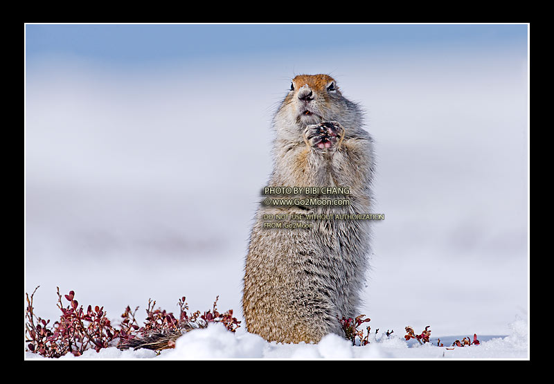 Arctic Ground Squirrel on Snow