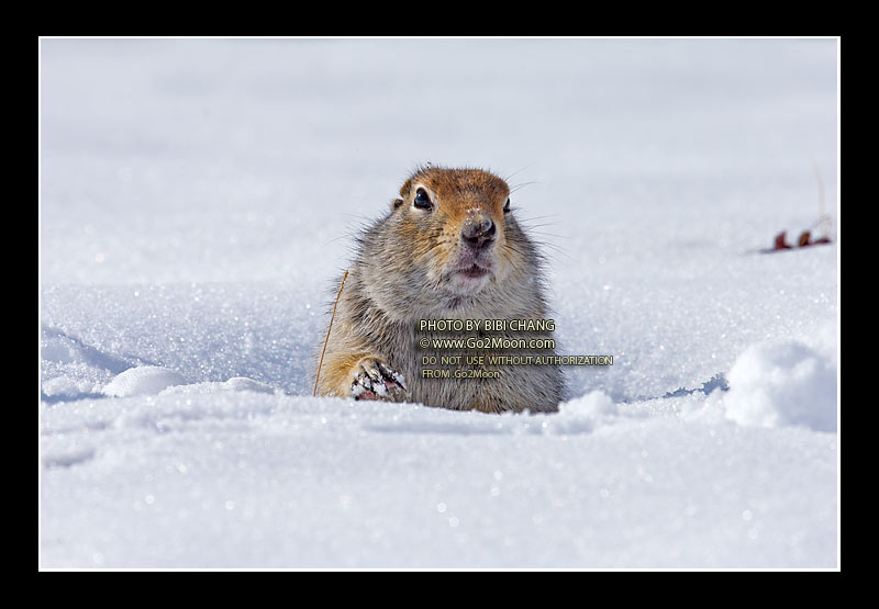 Arctic Ground Squirrel on Snow