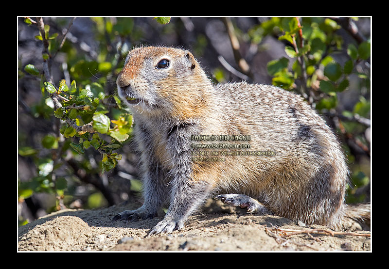 Alaska Squirrels