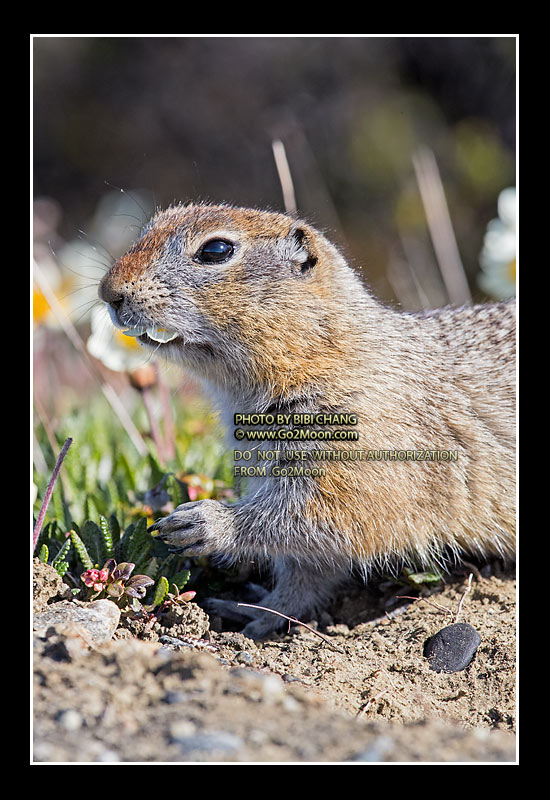 Arctic Ground Squirrel