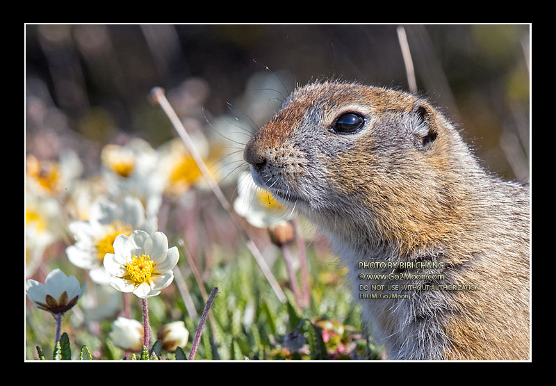 Ground Squirrel