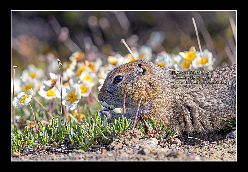 Alaska Squirrels