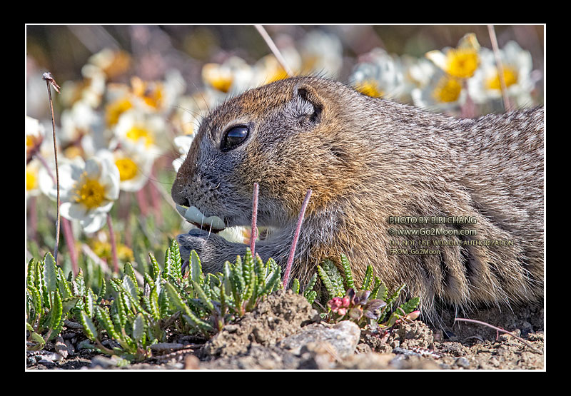 Arctic Ground Squirrel Eating Flower