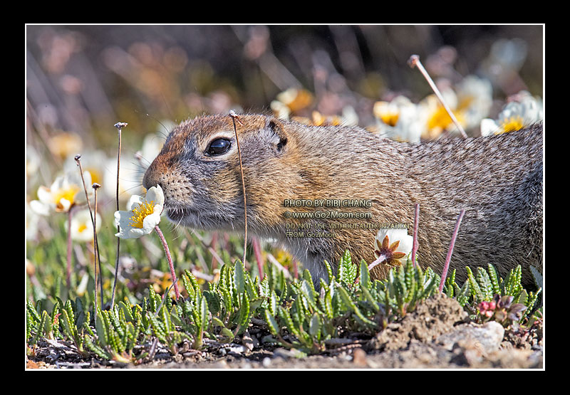 Alaska Squirrels