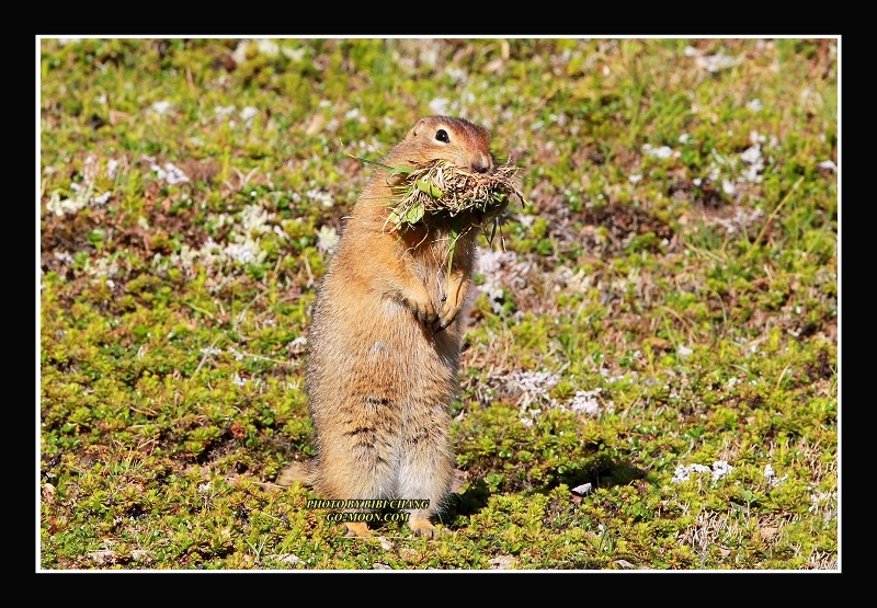 Gluttonous Arctic Squirrel