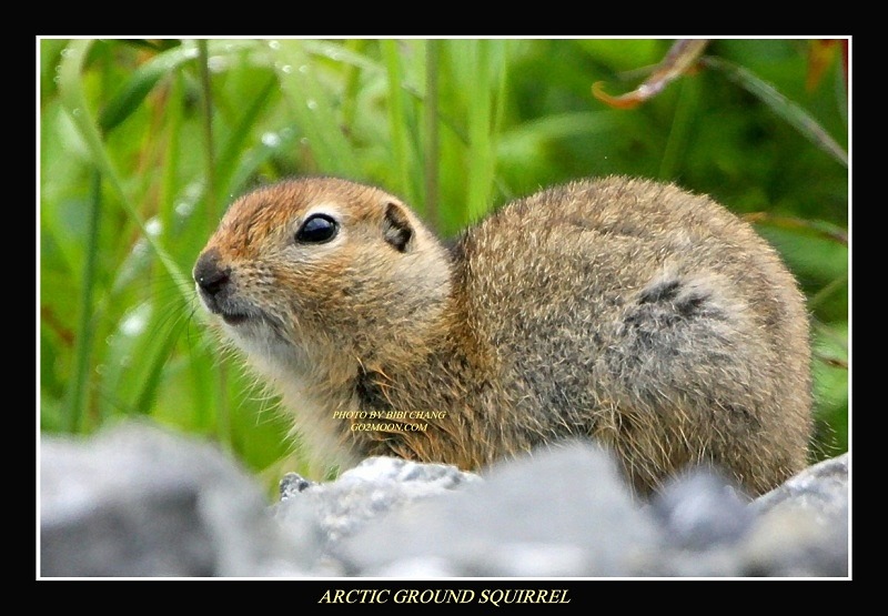 Young Ground Squirrel