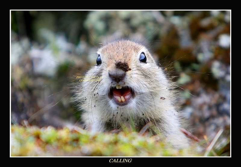Angry Ground Squirrel