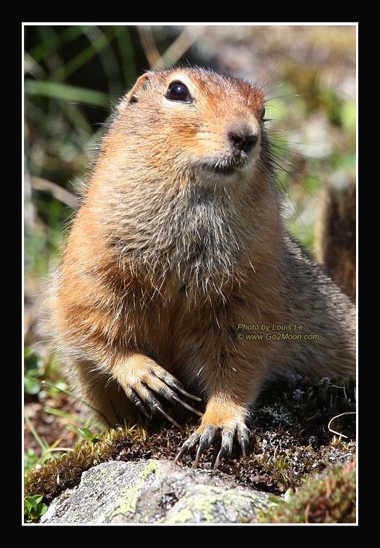 Ground Squirrel Claws