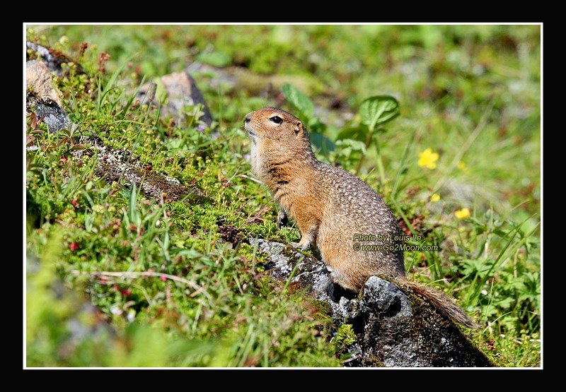 Arctic Squirrel on Mountain