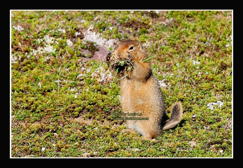 Gluttonous Arctic Squirrel