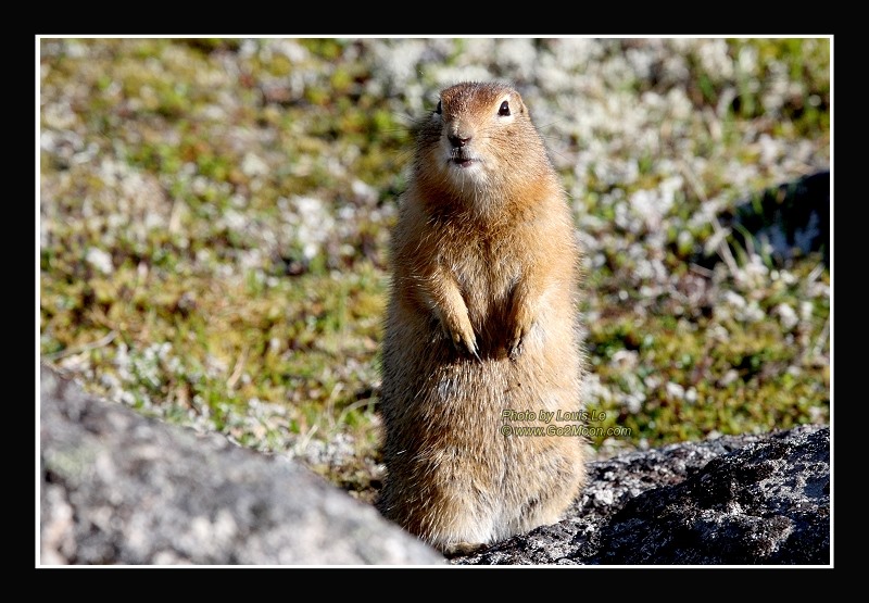 Arctic Squirrel on Mountain