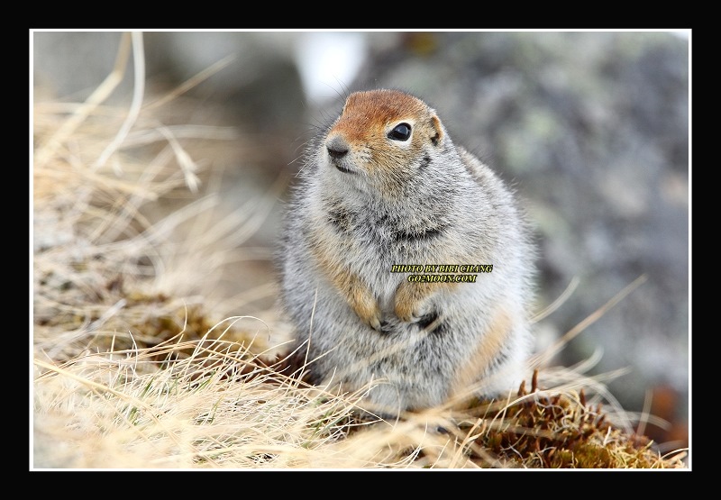 Ground Squirrel