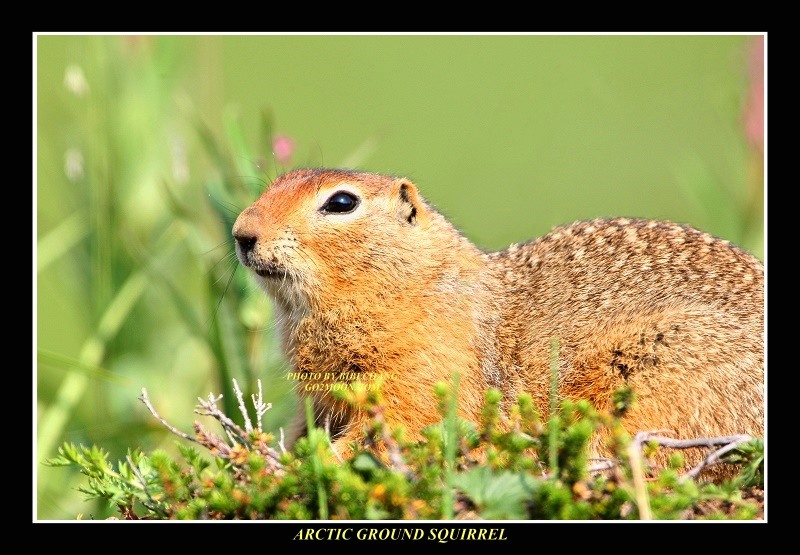 Arctic Squirrel