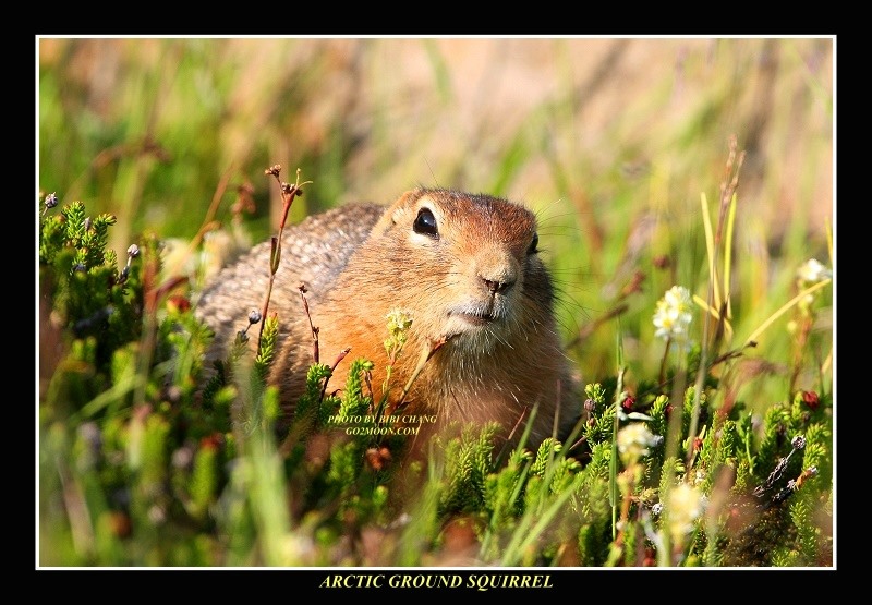 Arctic Squirrel