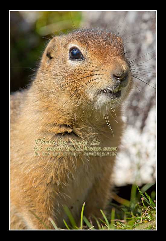Arctic Squirrels