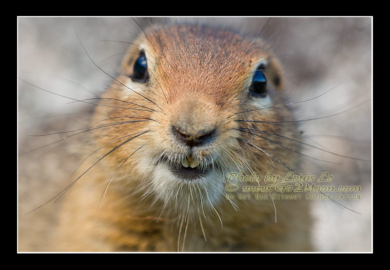 Arctic Squirrels