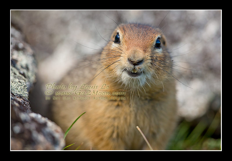 Alaska Squirrels