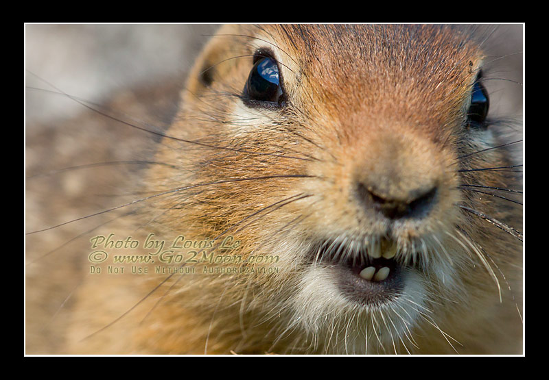 Arctic Squirrels