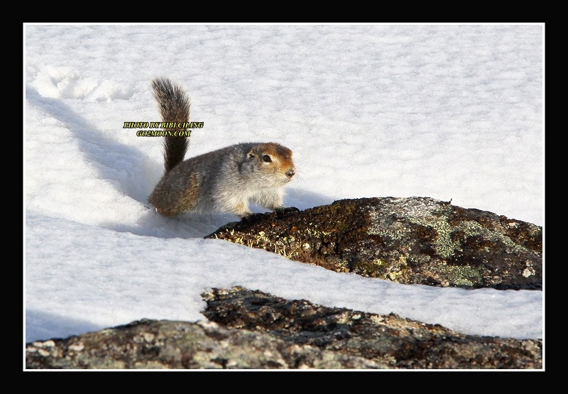 Squirrel Snow